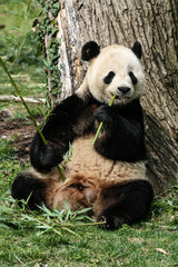 Obraz premium A giant panda eating bamboo stalks
