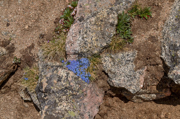 alpine forget-me-nots growing on the rocks at the top of Mount Bierstadt (Clear Creek County, Colorado, USA)