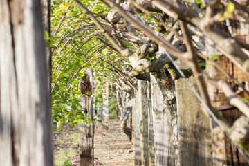 branches d'arbres fruitiers