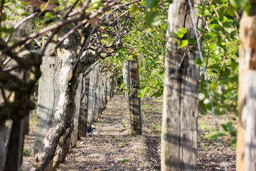 Rang&eacute;e d'arbres fruitiers