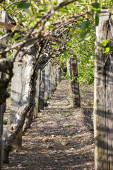 arbres fruitiers en ligne