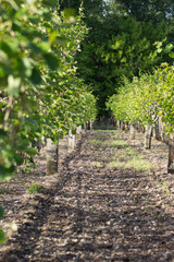 All&eacute;e d'arbres fruitiers