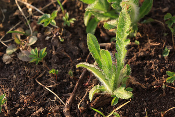 Planting young poppies in the fresh land in the spring. Processing and care of the plant, growing a...