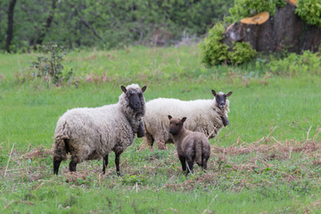 Trois moutons dans un champ