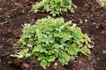 Planting a young celandine in the fresh land in the spring. Processing and care of the plant, growing a new crop.