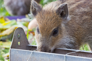 Jeune sanglier, mangeoire et l&eacute;gumes