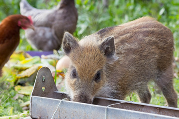Jeune sanglier mangeoire et poules en arri&egrave;re plan