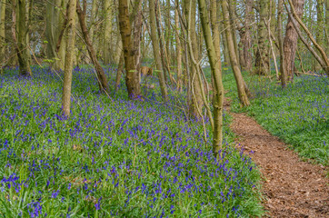 Blue bells flowering in April 2019 in Champsill Coppice near the village of Worsfield in Shropshire, Rngland, UK