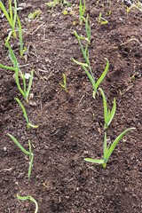 Planting young garlic in the fresh land in the spring. Processing and care of the plant, growing a new crop.