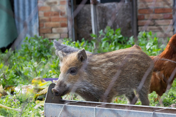 Jeune sanglier avec potager et poule en arrière plan