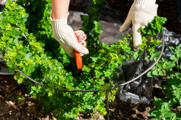 Fototapeta premium woman cuts gooseberry bush with garden shears due to pest infestation with gooseberry sawfly (Nematus ribesii) and aphids (Sternorrhyncha)