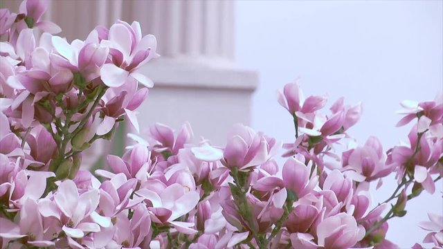 Cherry blossoms gently sway in the breeze, with partial column of government building in background.