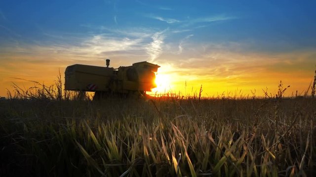 The sun setting on an farmer harvesting a canola crop, that has been swathed into windrows ready for harvest