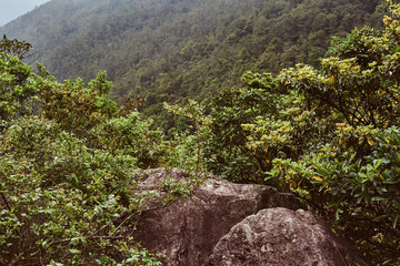 Nice lush green nature with forestal mountains, stones and fog