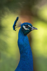 peacock