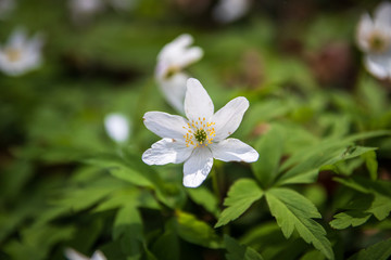 Obraz na płótnie Canvas Wild white flowers in a forest in spring