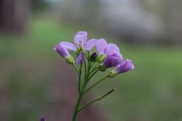 Obraz premium Frühlimgsblumen