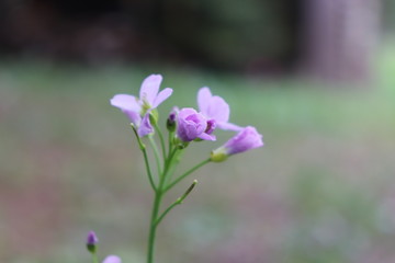 Fototapeta premium Frühlimgsblumen