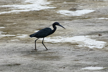 Aigrette bleue dans le sable à marée basse en Guyane française