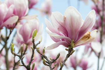 Magnolia - Big pinkish flowers outdoors in nature.