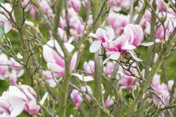 Fototapeta premium Magnolia - Big pinkish flowers outdoors in nature.