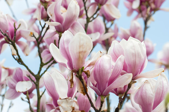 Magnolia - Big pinkish flowers outdoors in nature. © lapis2380