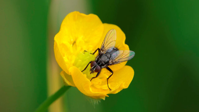 Fly on yellow flower on green background
