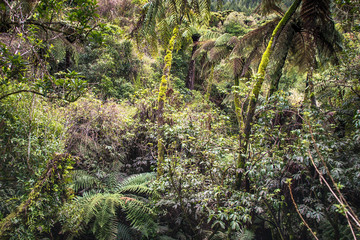 Rotorua geothermal park in New Zealand