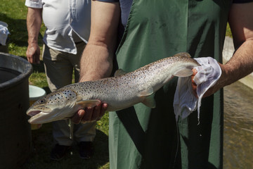 spawning salmon fish in the pond