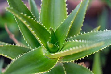 close up aloe vera plant