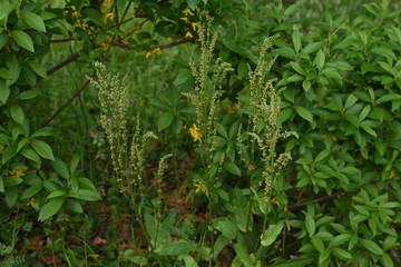 Sorrel (Rumex acetosa)