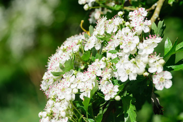 Hawthorn flowers on a tree in springtime