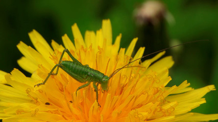 Green cricket on a yellow flower