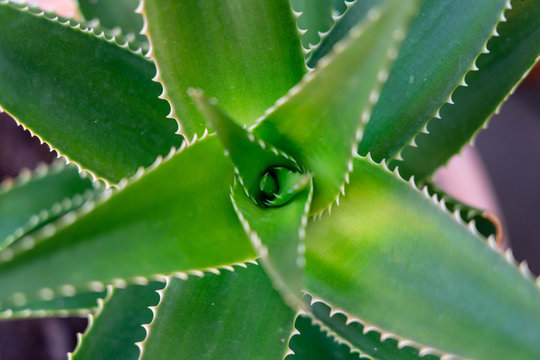 aloe vera leaves, close up