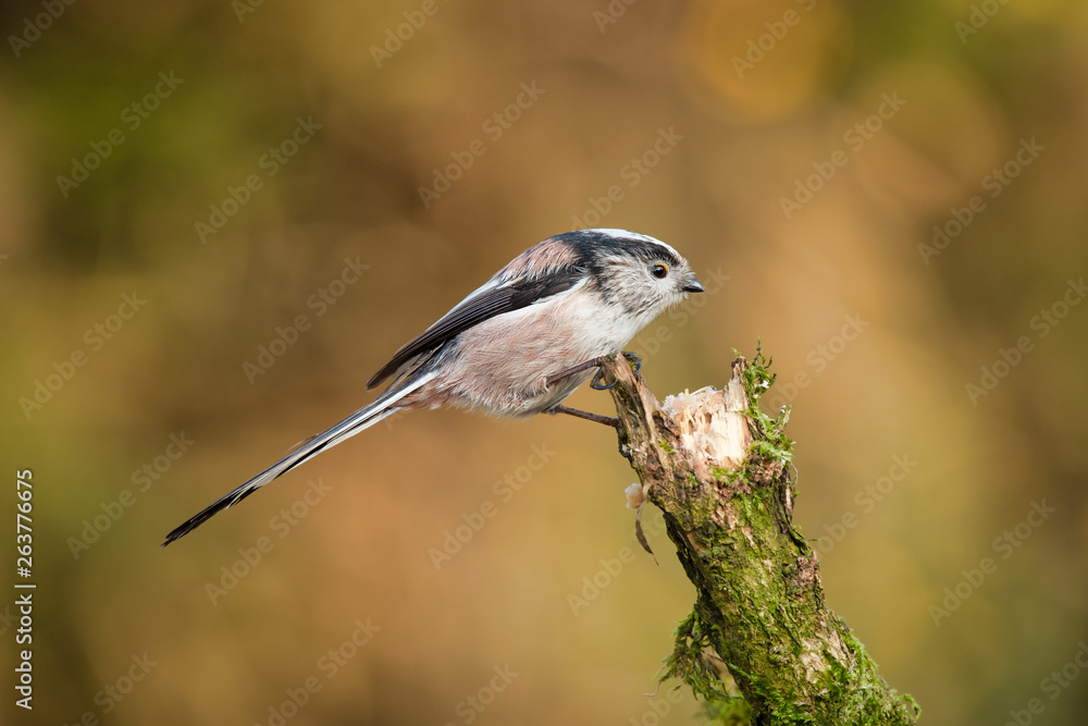 Poster a side view profile portrait of a long tailed tit perched on the top of an old tree stump
