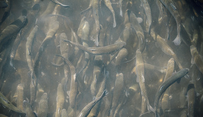 spawning salmon fish in the pond