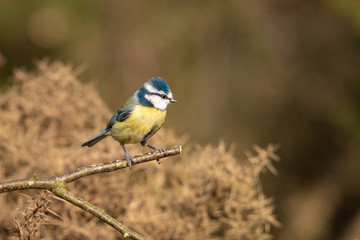 A small blue tit sits perched on a twig looking to the right against an out of focus natural background