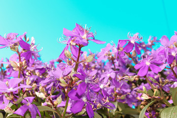 Fototapeta na wymiar flowers on blue background