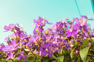 purple flowers on a white background