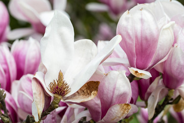 Magnolias - pinkish flowers on the tree and the center of the flower.