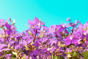 Plakat flowers on background of blue sky