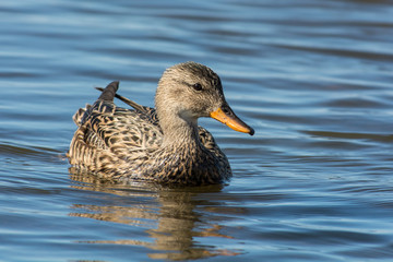 Gadwall in a closeup