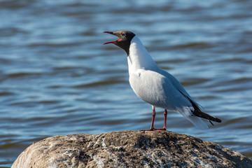 Black-headed gull on a rock