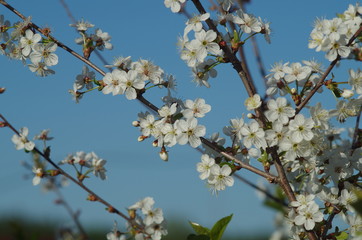 Spring, cherry blossom, close up on blue background.