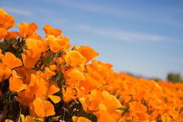 Close up Side Angle Bright Orange California Poppies under Blue Sky