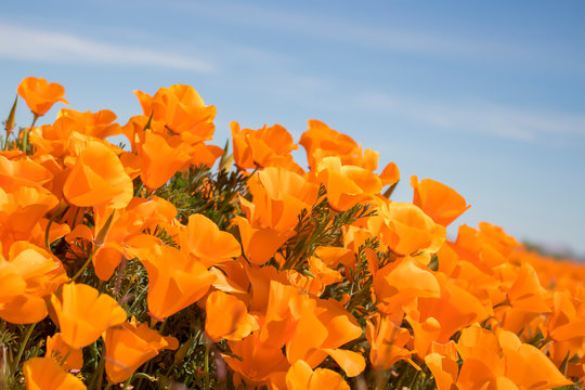 Vibrant orange California Poppy Flowers Close Up Side Angle