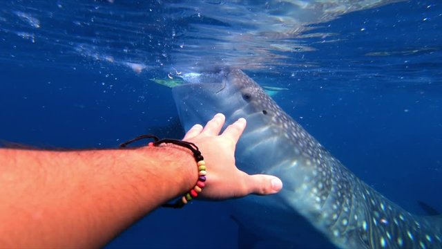 Snorkeling Man Reaching Hand Out Towards Whale Shark.