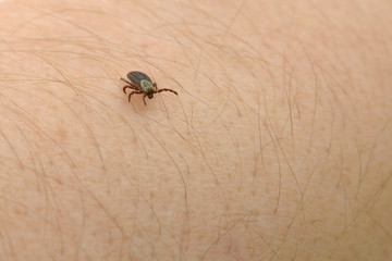 tick bloodsucker insect close-up