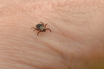 insect-parasite blood-sucking mite on human skin