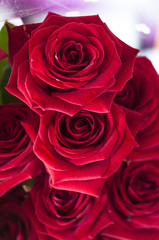 bouquet of red roses close-up, flower buds full frame
